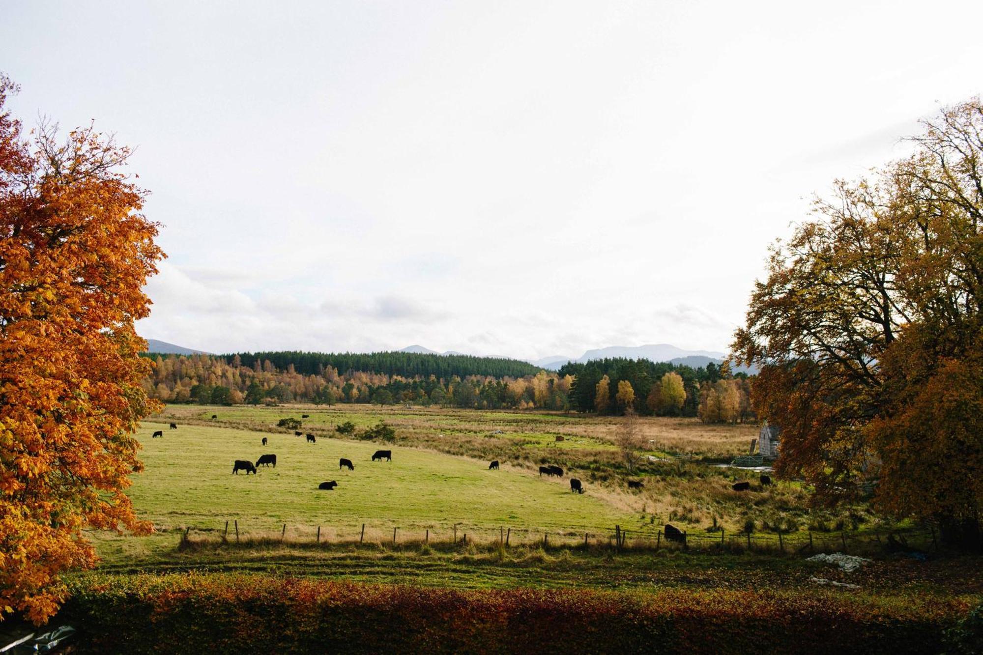The Dell Of Abernethy - A Woodland Hideaway Apartamento Nethy Bridge Exterior foto